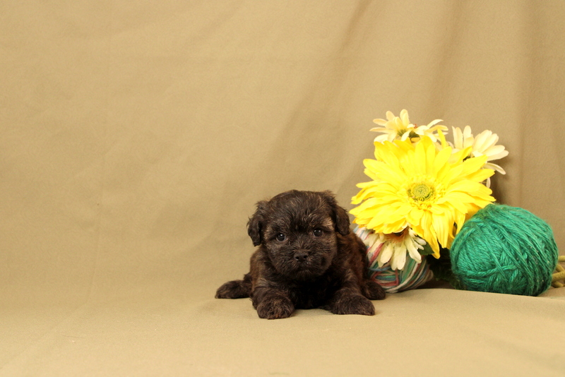 puppy, for, sale, Maltipoo, Matthew B. Stoltzfus, dog, breeder, Gap, PA, dog-breeder, puppy-for-sale, forsale, nearby, find, puppyfind, locator, puppylocator, aca